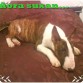 suxan mi primer bull  terrier